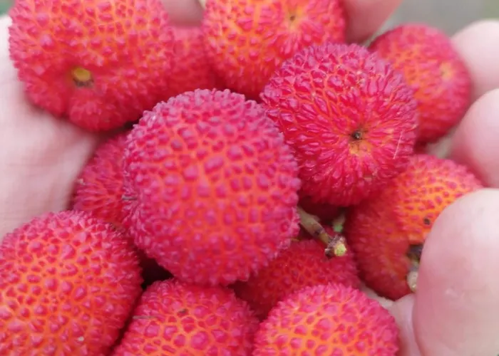 The Planet Prázdninový dům *